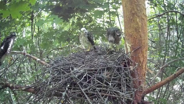 Птенцы ястреба-перепелятника едят самостоятельно ( Accipiter nisus ) смотреть онлайн
