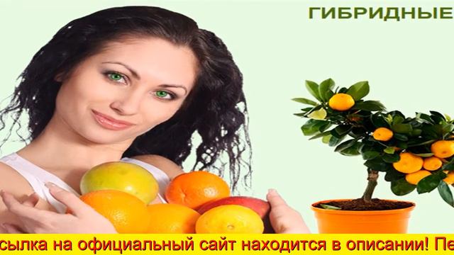 Экодар Домашние Деревья смотреть онлайн