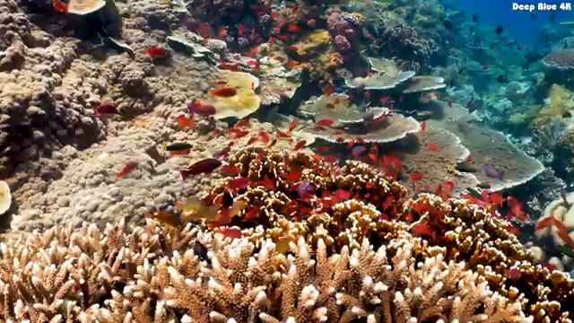 The Ocean 4K UHD - Escape into the Mesmerizing World of Coral Reef Fish with Our Stunning Video смотреть онлайн