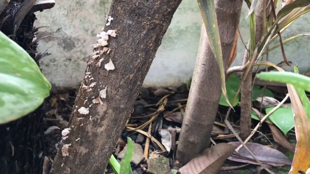 Schizophyllum commune | Syifa Aqila N (X MIPA 3 / 35) смотреть онлайн