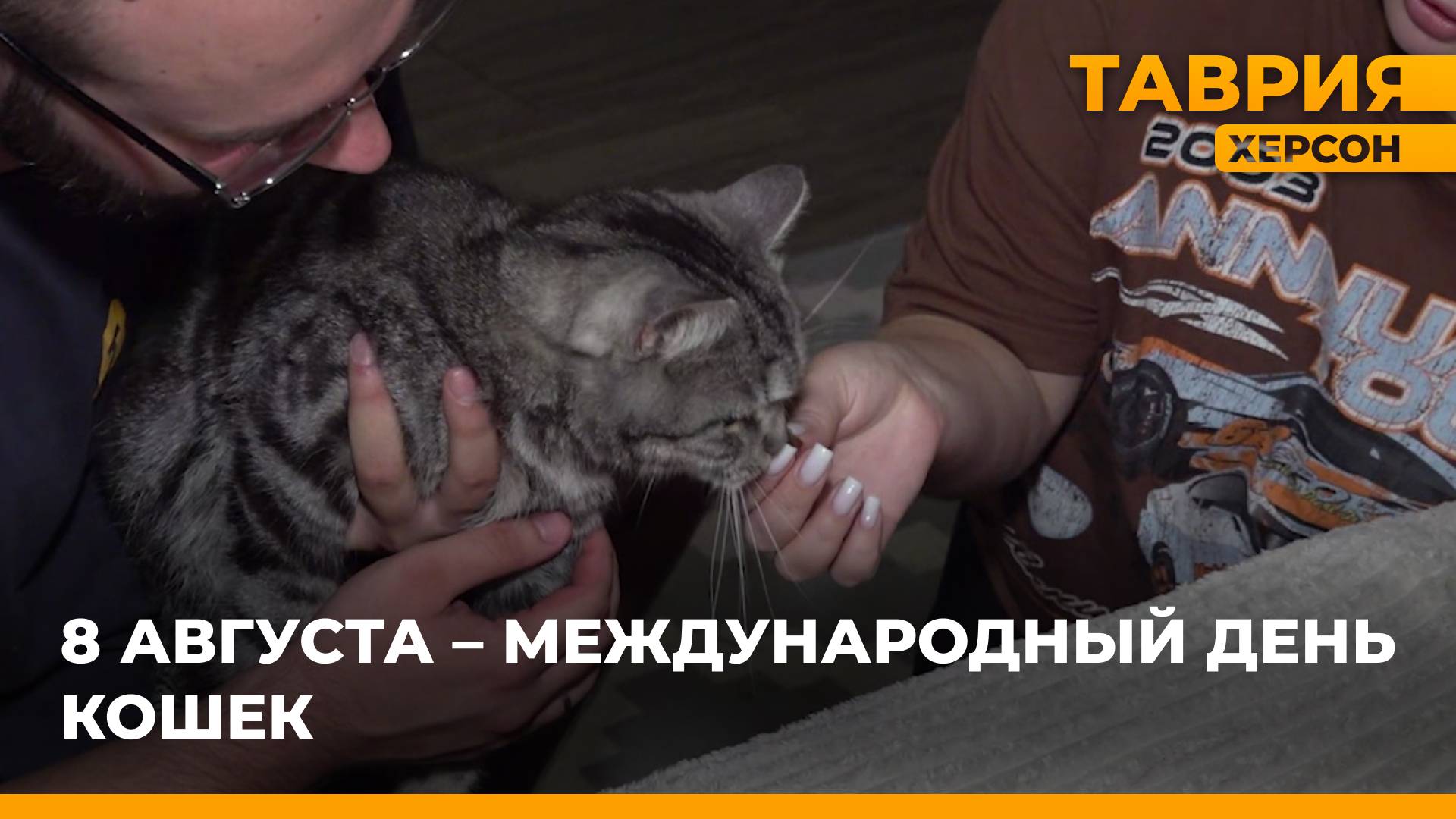 О Международном дне кошек в новом сюжете 