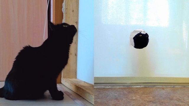 СhibaСat | Сужающееся отверстие | Кошачий челлендж смотреть онлайн