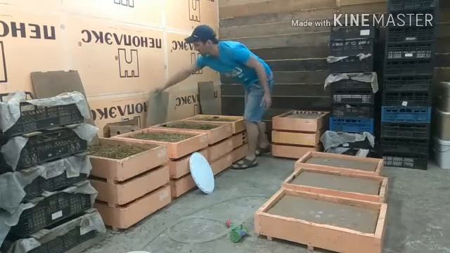 Кормление маточного червя смотреть онлайн