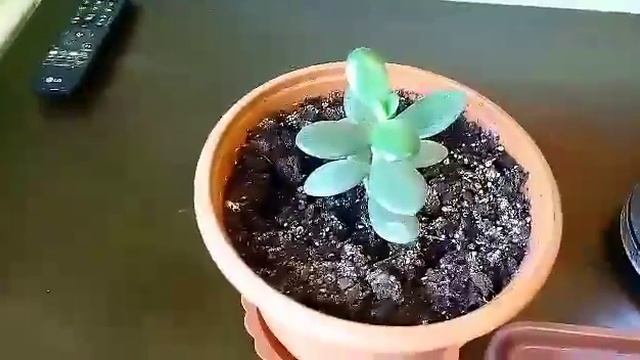 Денежное дерево. Размножение листочками смотреть онлайн