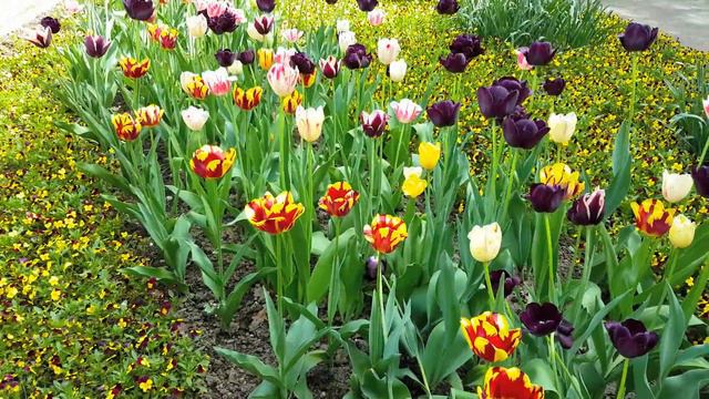 Very Beautiful Flowers ♫ Spring Flowers With Beautiful Piano Music ♫ Flowers Music ♫ Sterzer
