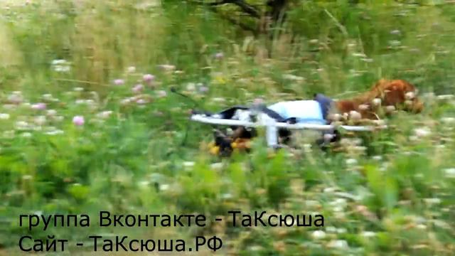 У Макса новая колясочка! Ура!!! А мы ищем волонтеров! смотреть онлайн
