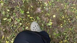 Обзор-пример копки целинной-ранее не вскапываемой земли,  электро-культиватором  " Зубр-ккд 900 "