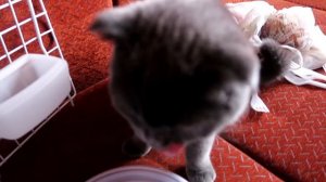 24 ЧАСА В НАСТОЯЩЕМ ПОЕЗДЕ С КОШКОЙ