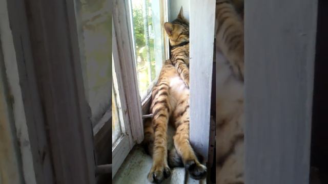 Кошка спит на окне смотреть онлайн