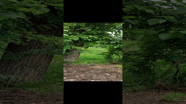 Усть-Кут, двор моего детства#shorts смотреть онлайн
