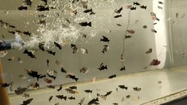 Красивые мальки, и очень хороший рост мальков смотреть онлайн