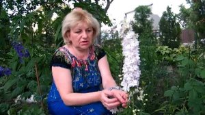 ДЕЛЬФИНИУМ НОВОЗЕЛАНДСКИЙ. СОРТА, ЦВЕТЕНИЕ, СБОР СЕМЯН. ЧАСТЬ 3 / Delphinium New Zealand.