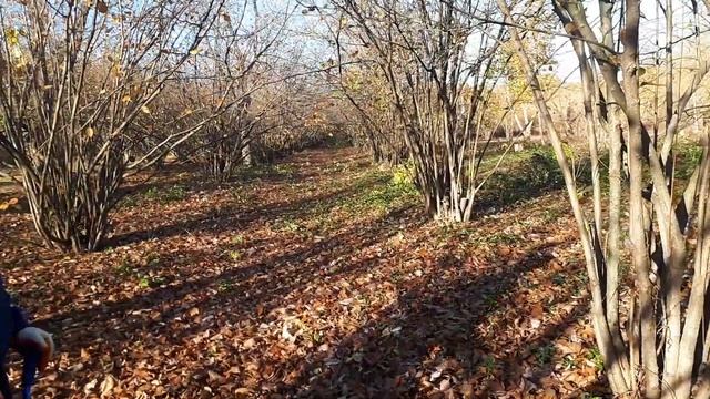 31.10.2023 г. Общественная деятельность компании "Паркостроитель". смотреть онлайн