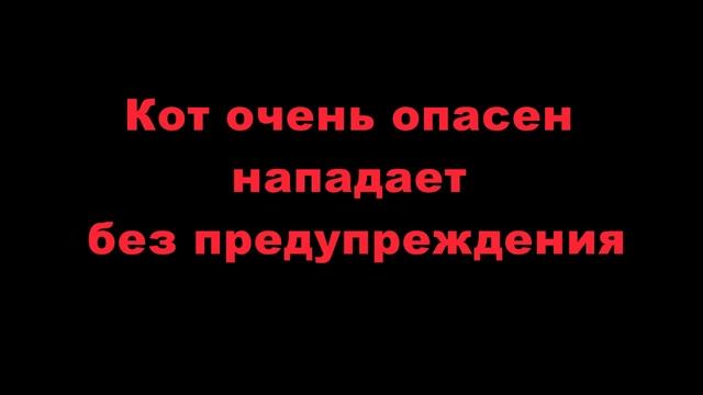 Не буди спящего кота... смотреть онлайн
