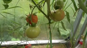 томат Розовая Андромеда  Дегустация