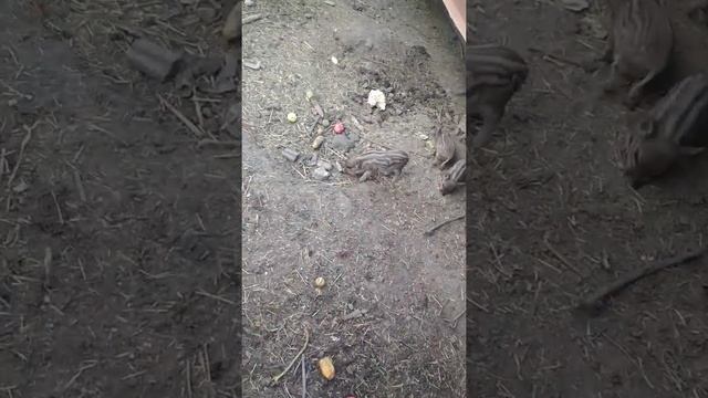 ФЕРМА. МАЛЕНЬКИЕ ХРЮШКИ смотреть онлайн