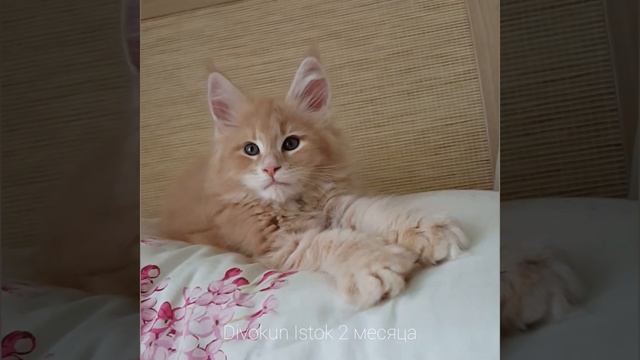 Исток (Divokun Istok) котенок мейн-кун кремовый мрамор (2 месяца) смотреть онлайн