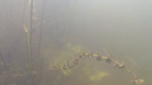 Подводное путешествие по Августовскому каналу, Гродно / Diving in the Belarus. Augustovski chanel смотреть онлайн