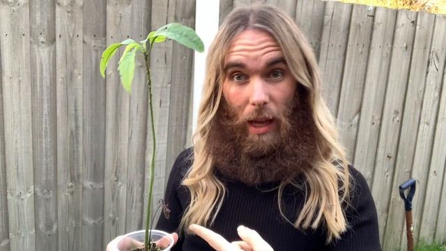 Where To Prune An Avocado Tree? How to find a node. | Ask Scott смотреть онлайн