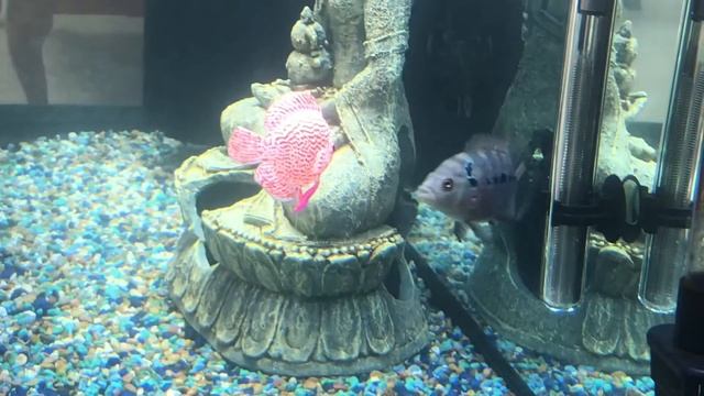 FAKE FISH AND SUPER RED DRAGON FLOWERHORN TANK смотреть онлайн