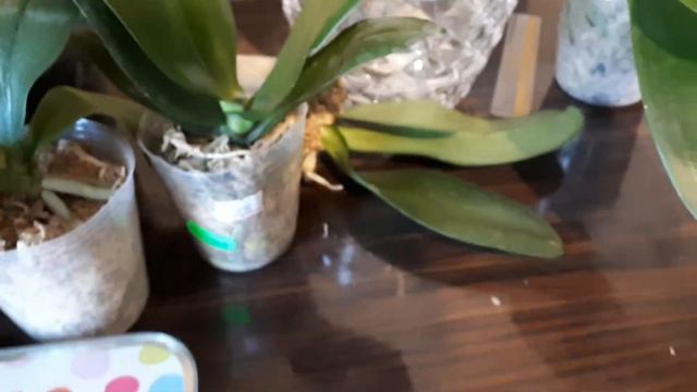 Кто такие АЗИАТСКИЕ #ОРХИДЕИ и что означает размер 1,7; 2,5; 3🤔 ПОЛИВ непересаженых подростков смотреть онлайн