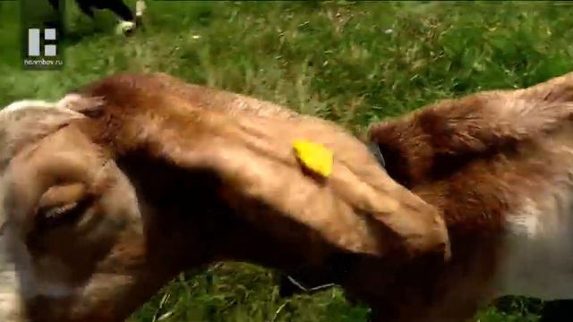 Сыроварение и спасение енотов: жизнь москвичей после переезда в Кирсановский район смотреть онлайн