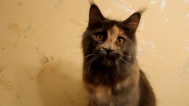 Maine coon nicevoice.ru смотреть онлайн