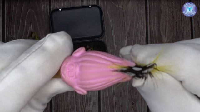 Набор Мух для нахлыстовой рыбалки от Kylebooker | SpiderChannel | FullHD | 182