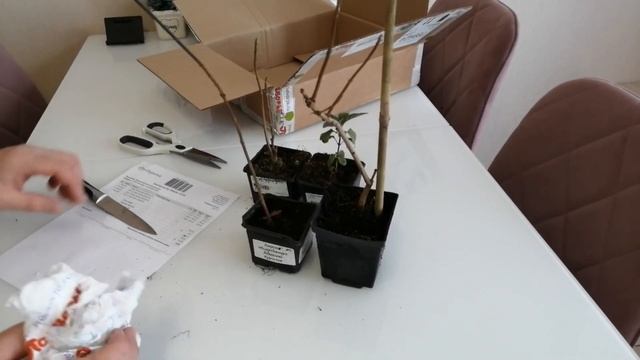 СИРЕНЬ ИЗ "ПОДВОРЬЕ" . смотреть онлайн