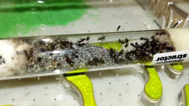 Заселение муравьёв в формикарий. Муравьиная ферма Top ant смотреть онлайн