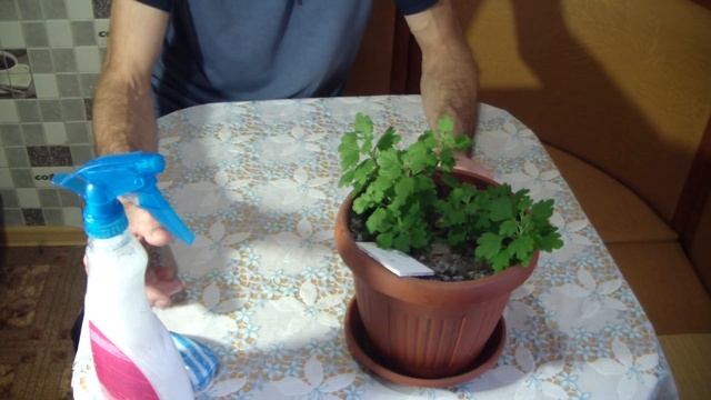 Хризантемы  Хранение дома  Борьба с ВРЕДИТЕЛЯМИ