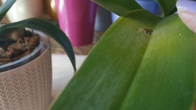 Спасенная орхидея спустя три недели. 🌱🌱 смотреть онлайн