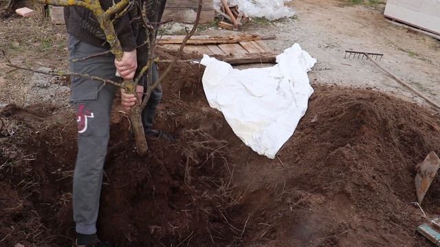 Пересадка взрослой яблони. Друг Детства ? смотреть онлайн