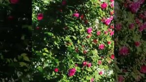 Плетистая роза «Zephirine Drouhin» (Зефири'н Друэ'н).