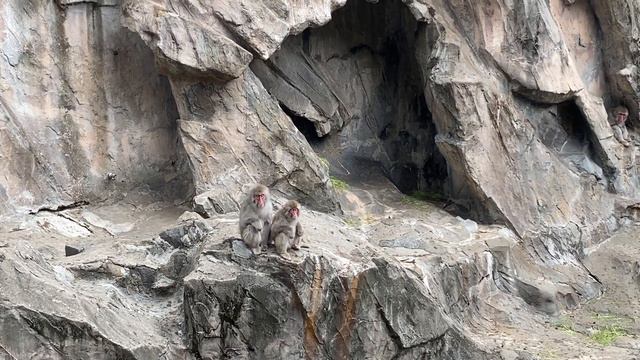 Неизведанный Мир: Зоопарк в Токио, Япония смотреть онлайн