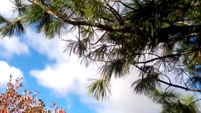 Семена подорожника вполне созрели Собираем новым методом смотреть онлайн