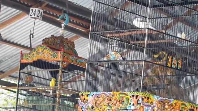 Aksi Duel Burung Kenari Juara Panda VS Super Star Milik Om Reza смотреть онлайн