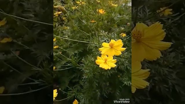 A lovely Cosmos and Bee in My Garden. смотреть онлайн