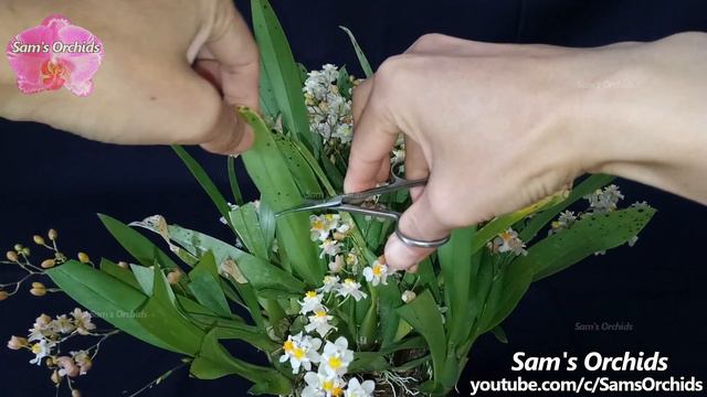 Make An Orchid Neater: Oncidium Tsiku Maguerit 'CT-Romantic Fantasy'