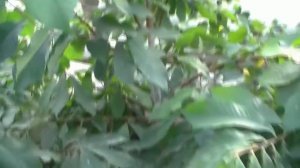 АЗИМИНА трёхлопастная: растение выращиваем, плодами лечимся.