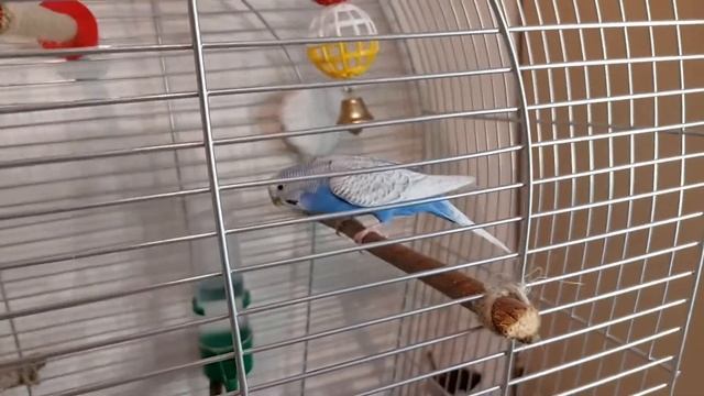 ПОПУГАЙ ОКАЗАЛСЯ ДЕВОЧКОЙ НА 2 ГОДУ ЖИЗНИ ! ПОКУПАЮ ВТОРОГО ПОПУГАЯ ? смотреть онлайн