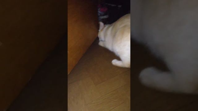 Кот нашел ужа!!Встреча в коридоре смотреть онлайн