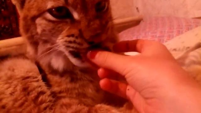 Рысь Клеопатра ест шоколадную конфету с рук смотреть онлайн