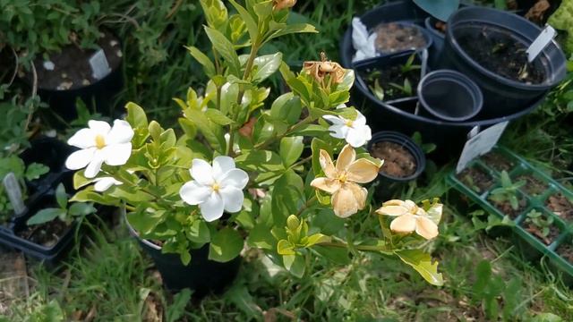 Most Fragrant And Best Scented Plants Of My British Garden: Gardenia Jasminoides Kleim's Hardy