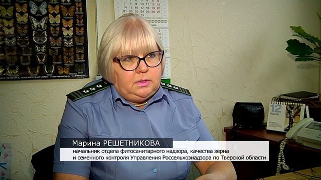 Как выбрать качественную новогоднюю ель. Советы специалистов смотреть онлайн