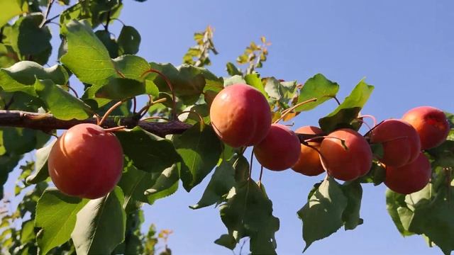 Абрикос Биг Ред (Big Red) 04.07.2020 г.persikovod.com смотреть онлайн