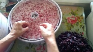 Сушеная вишня без косточек. Сушим два ведра вишни за один раз.