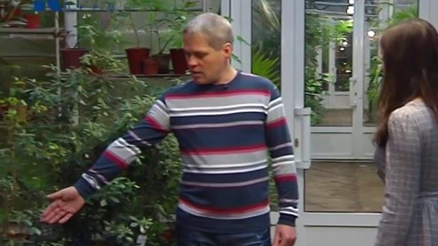 Урожай мандаринов смотреть онлайн