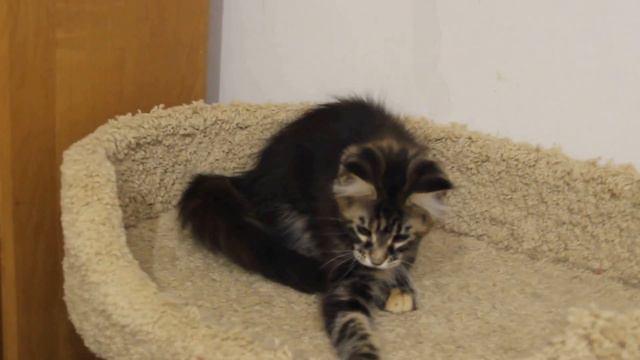 котенок мейн-кун ALLYWOOD Narcissa (2,5 месяца) смотреть онлайн