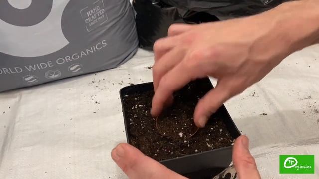 How to plant autoflowering seeds in biobizz all mix and light mix soil смотреть онлайн